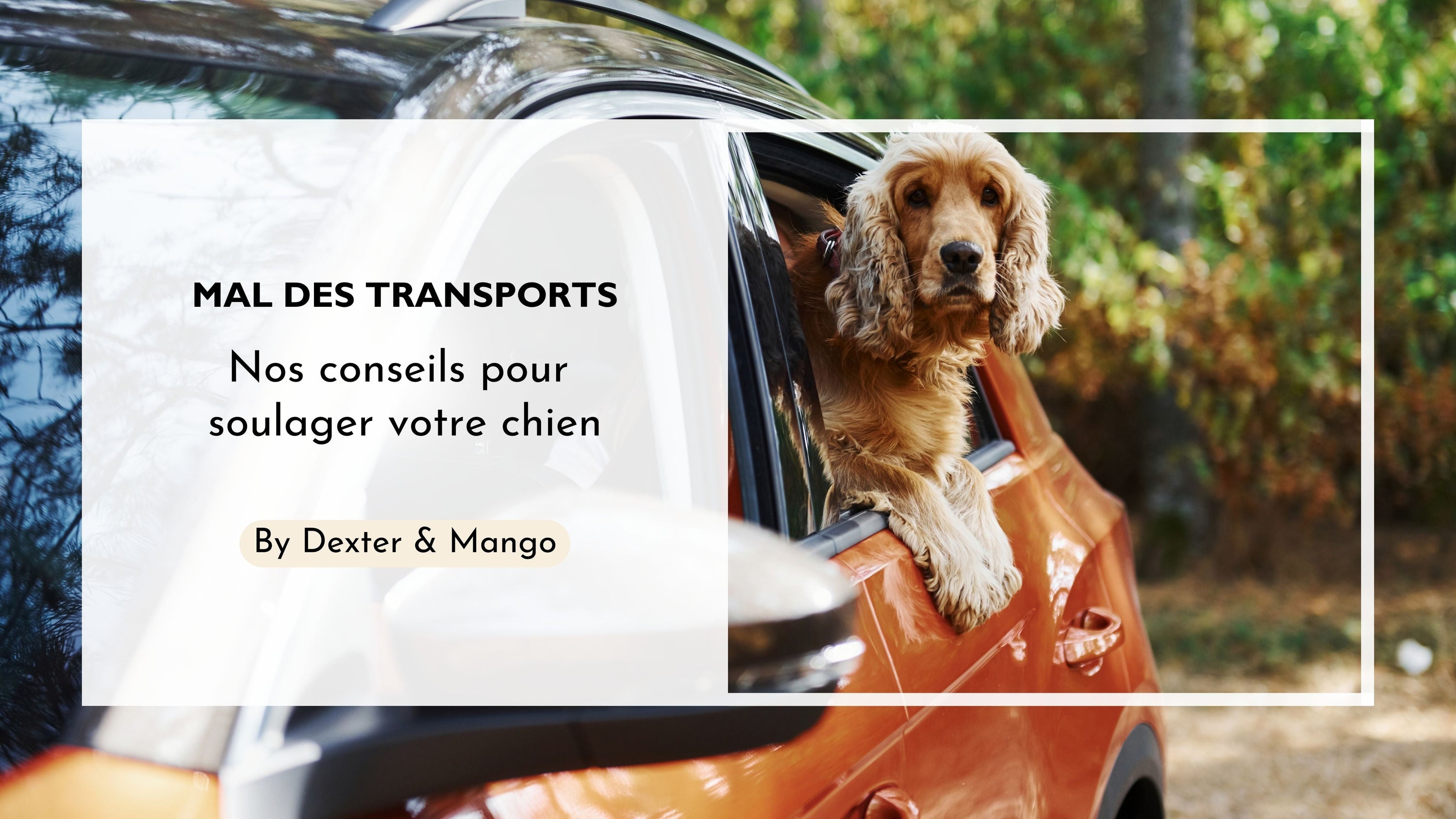 Mal des transports chez le chien : Quelles solutions naturelles ?