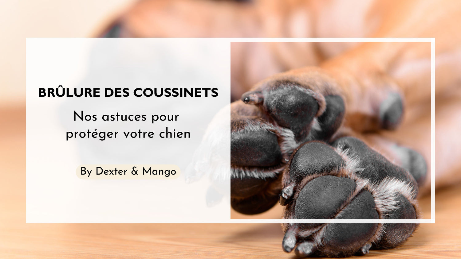 Brulûre des coussinets chez le chien : Comment protéger votre chien été ?
