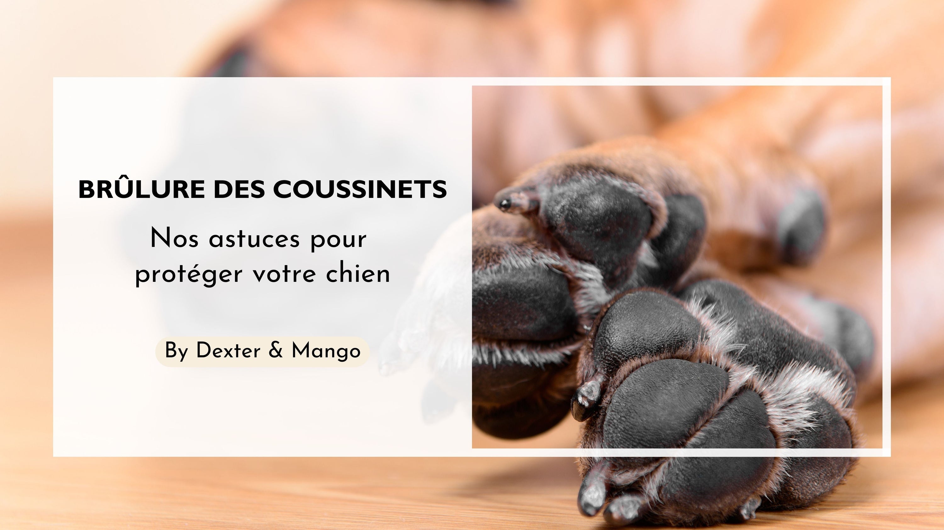 Brulûre des coussinets chez le chien : Comment protéger votre chien été ?
