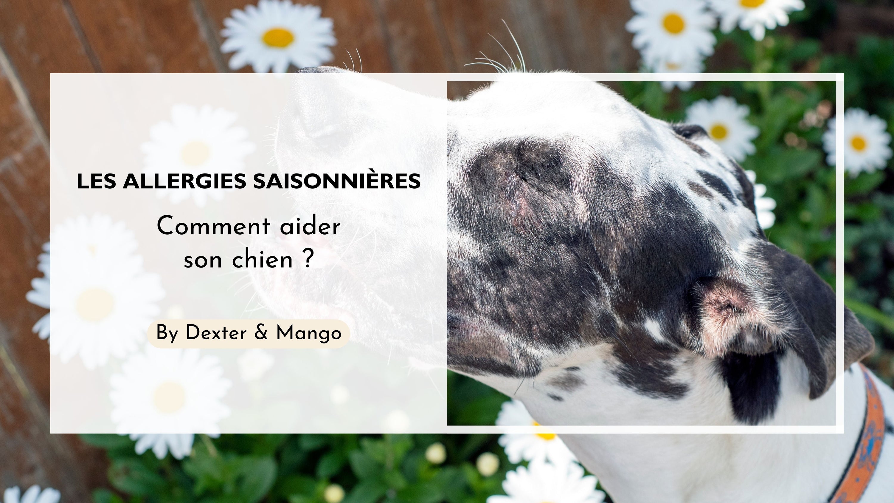 Les allergies saisonnières chez le chien : Symptômes, traitements et prévention