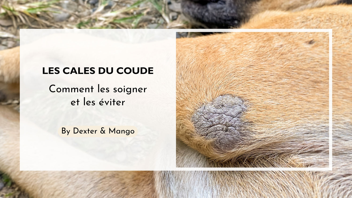 Les cals du coude chez le chien : Que faire ?
