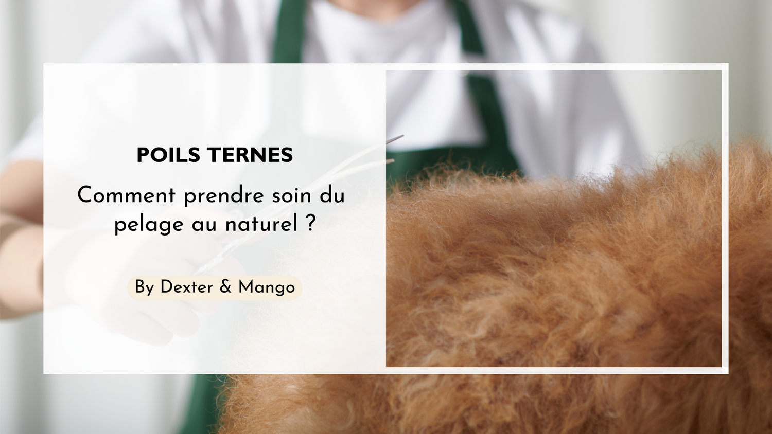 Mon chien a le pelage sec ! Comment l'entretenir et le rendre brillant ?