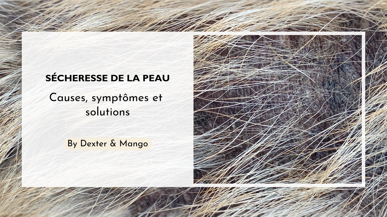 Mon chien a la peau sèche, que faire ?