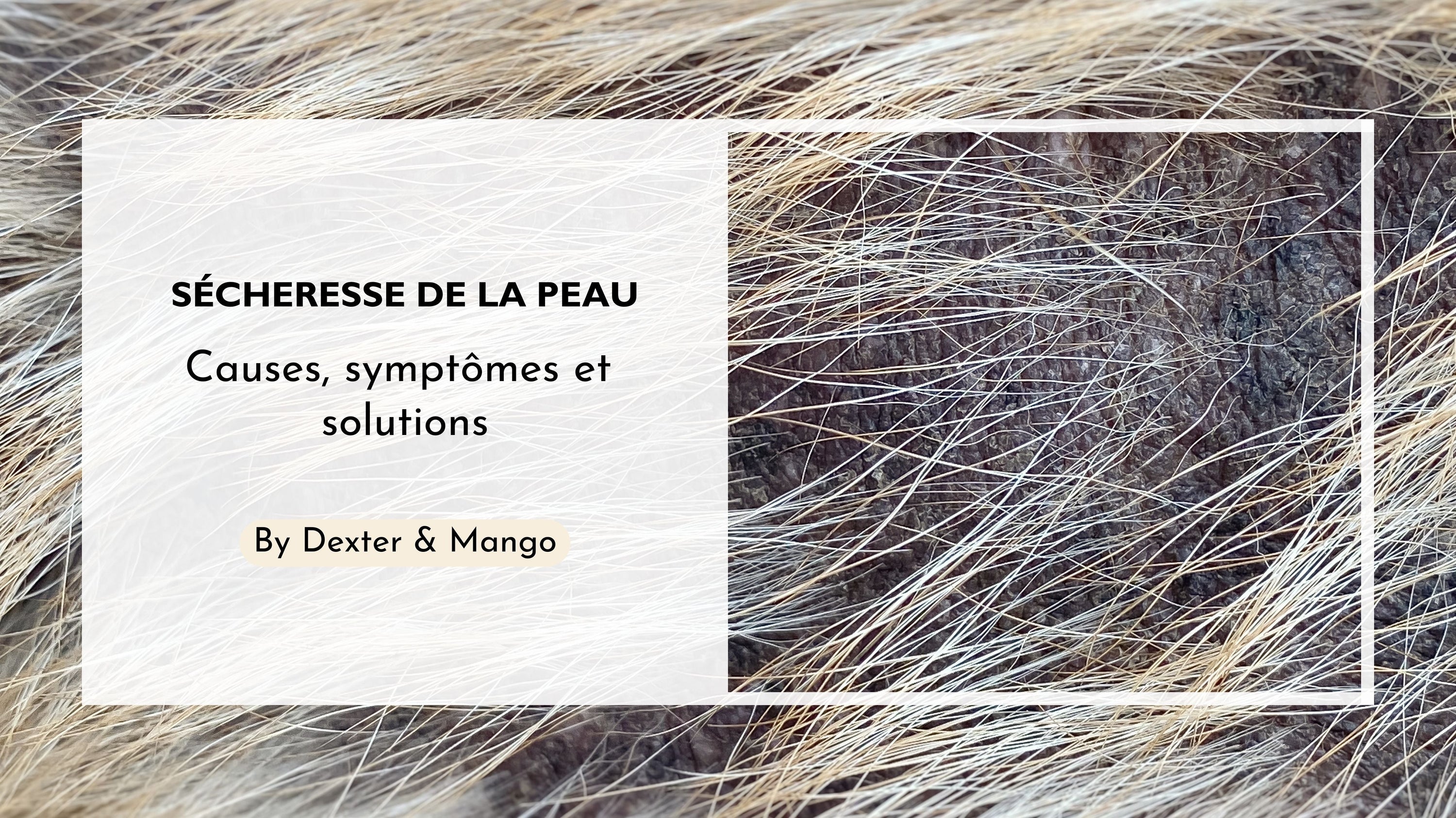 Mon chien a la peau sèche, que faire ?