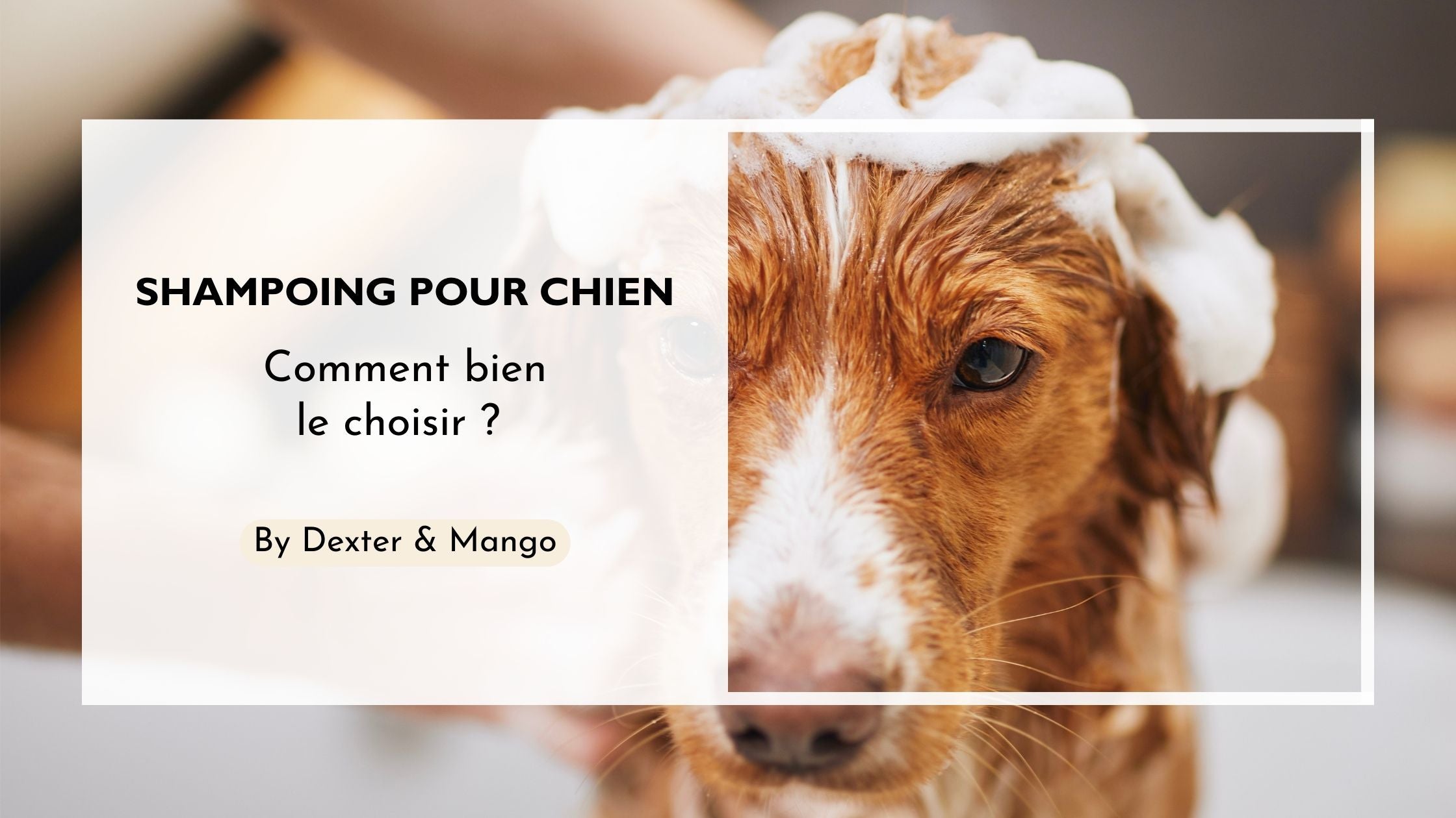 Comment choisir un bon shampoing pour son chien ?