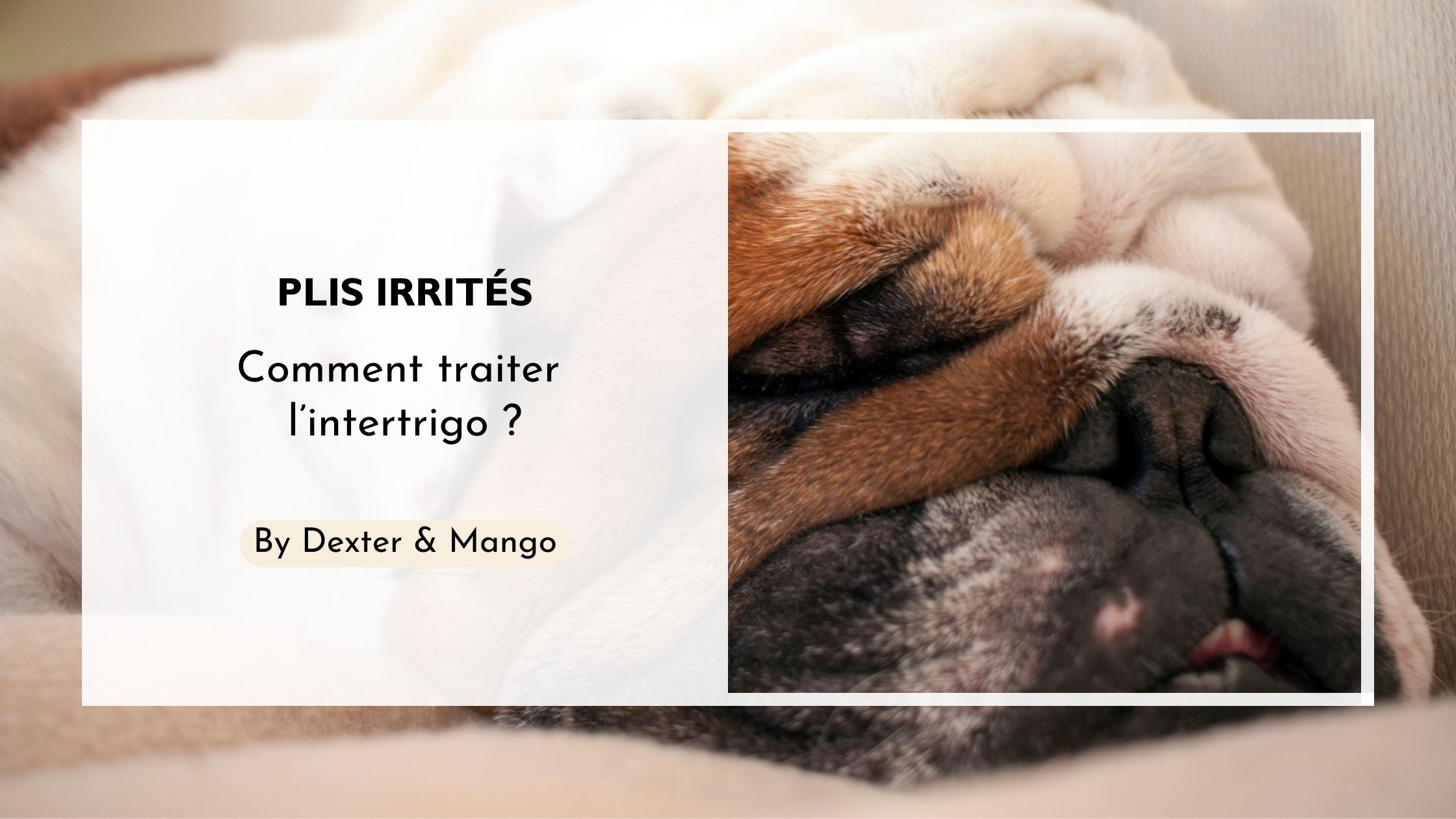 Mon chien a les plis irrités, que faire ?