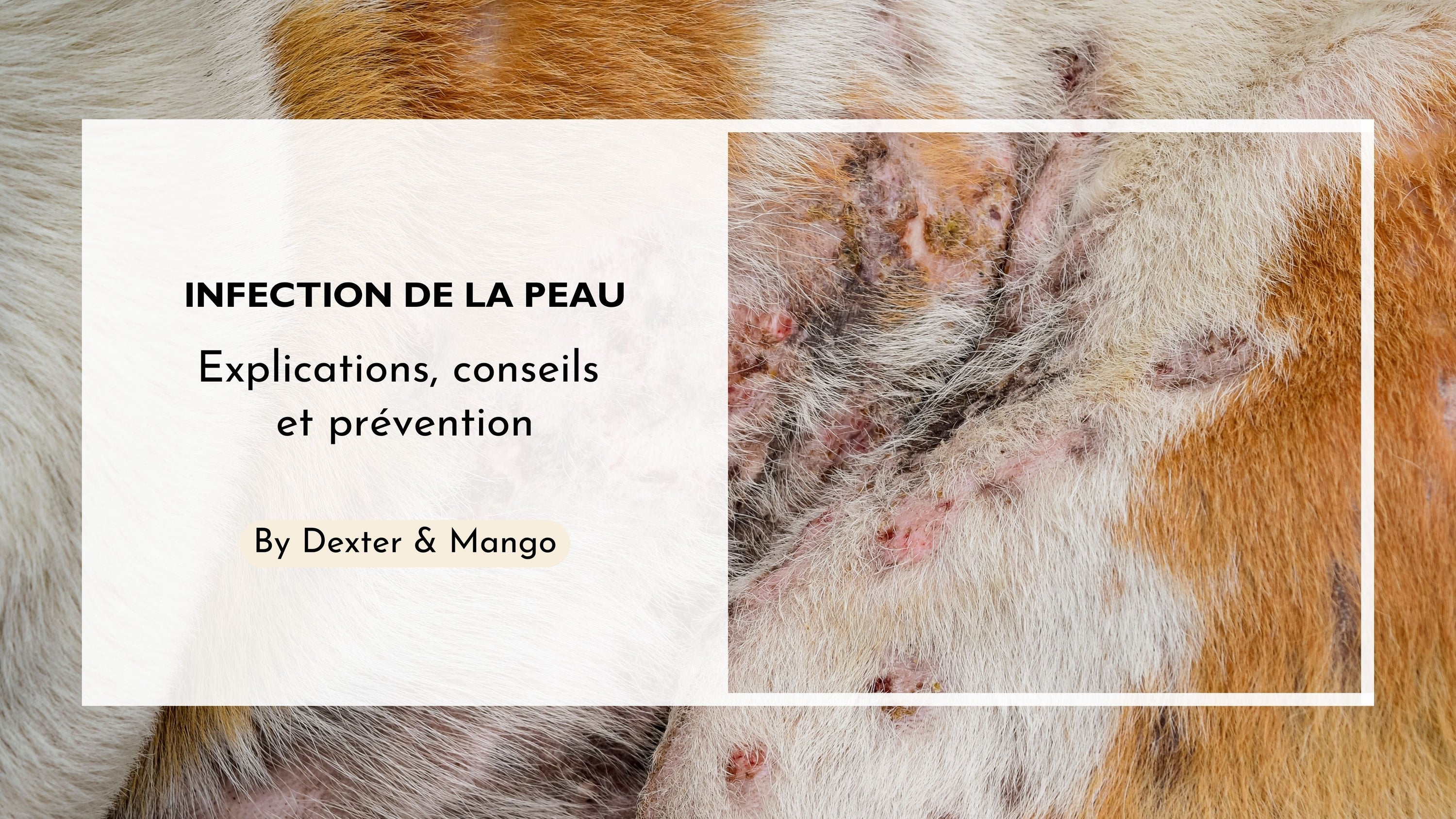 Mon chien a une infection de la peau : comment la gérer ?