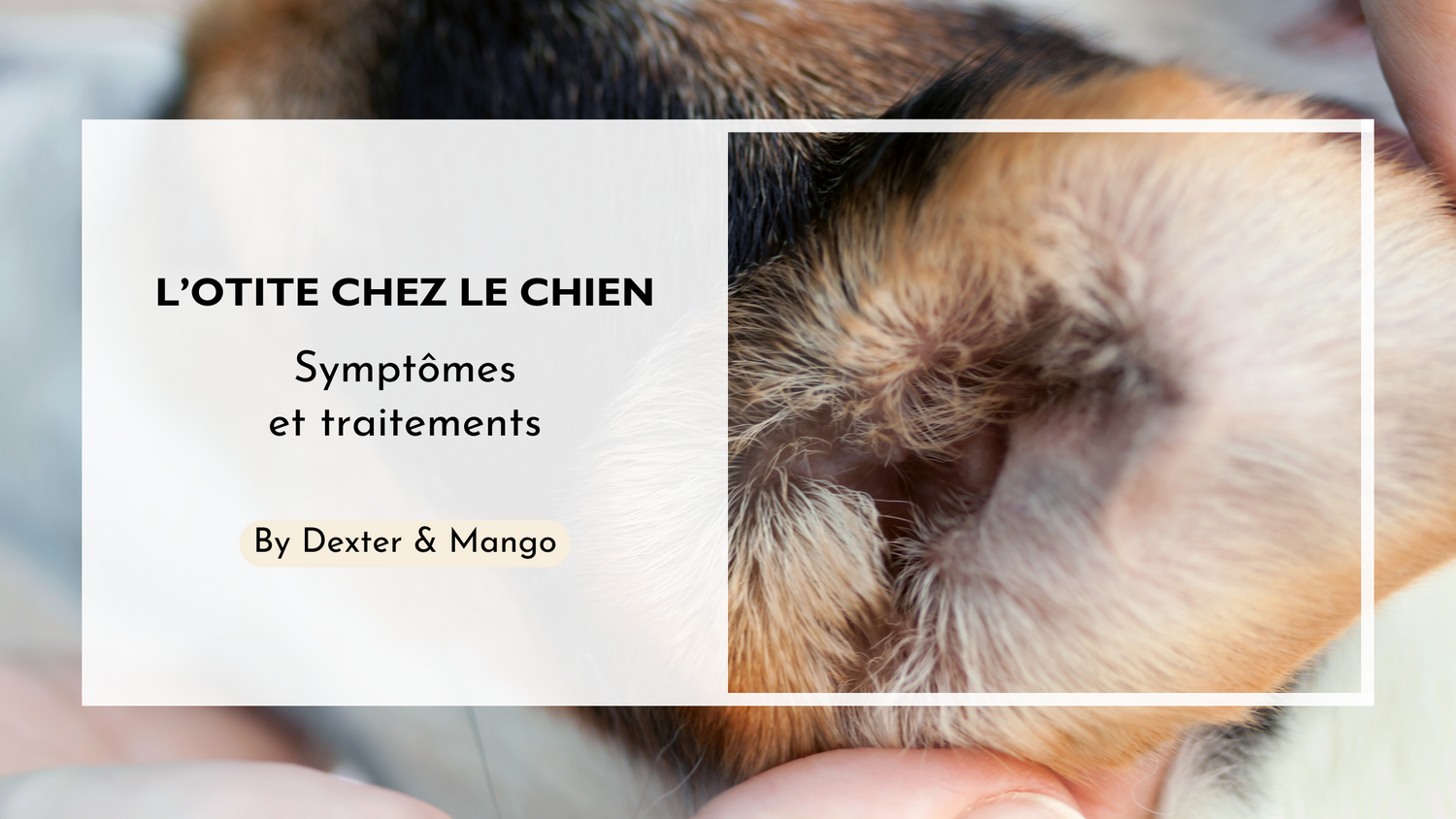 L'otite chez le chien : Comment la détecter et la soigner ?