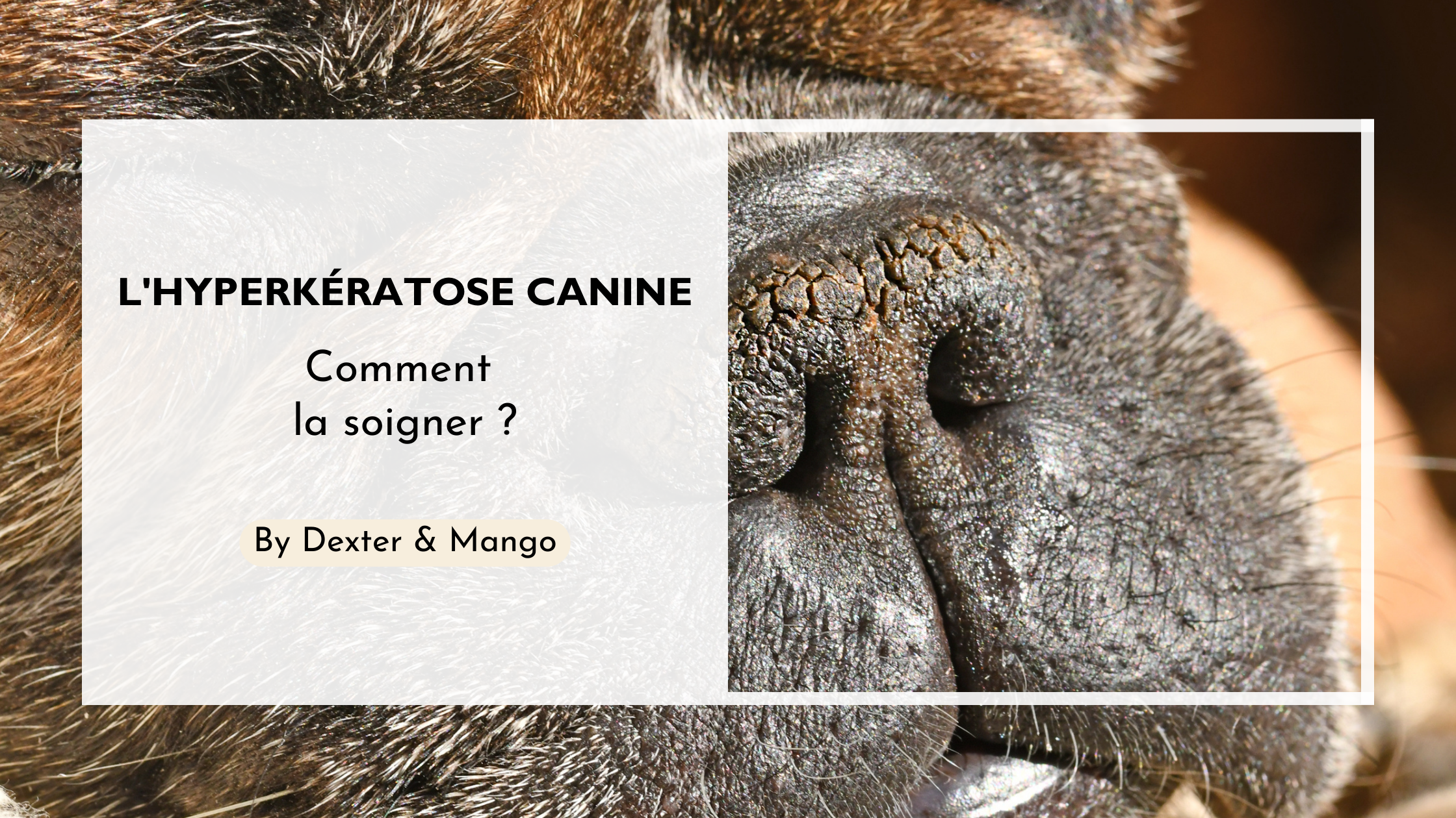 L’hyperkératose chez le chien : qu’est-ce que c’est ?
