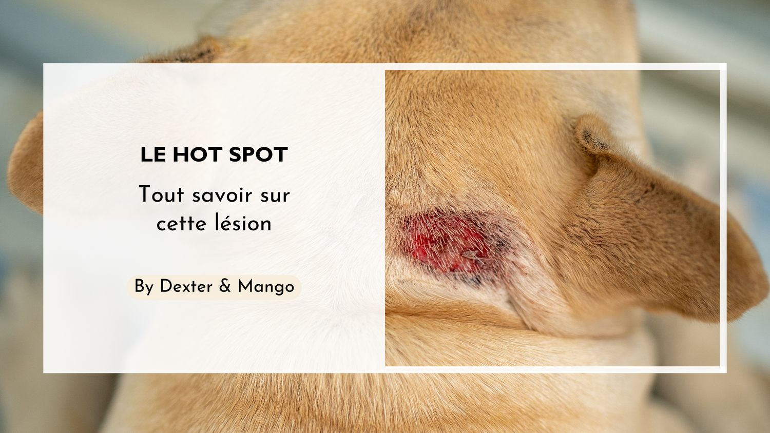 Le hot spot chez le chien : Causes, symptômes et traitements