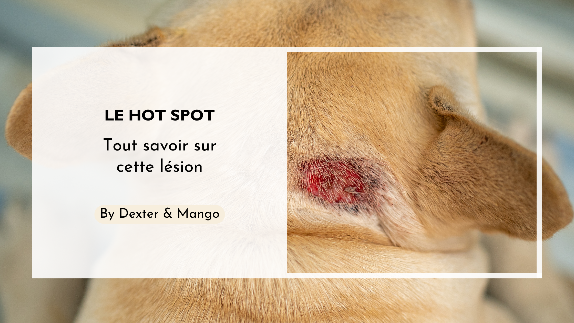 Le hot spot chez le chien : Causes, symptômes et traitements