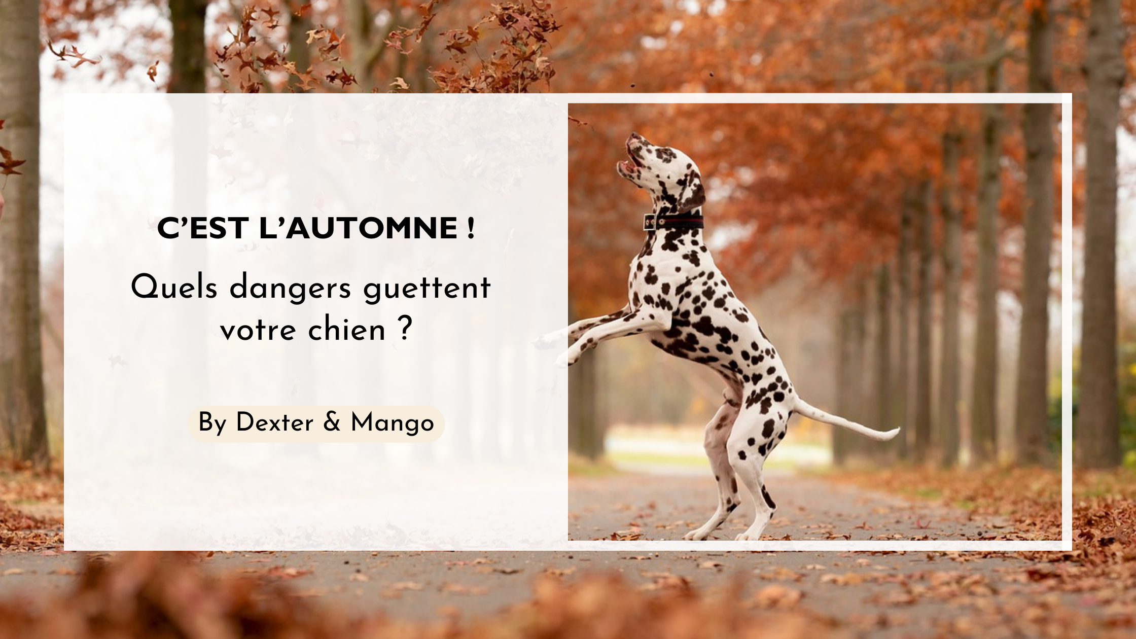 C'est l'automne ! Comment prendre soin de mon chien en cette saison ?
