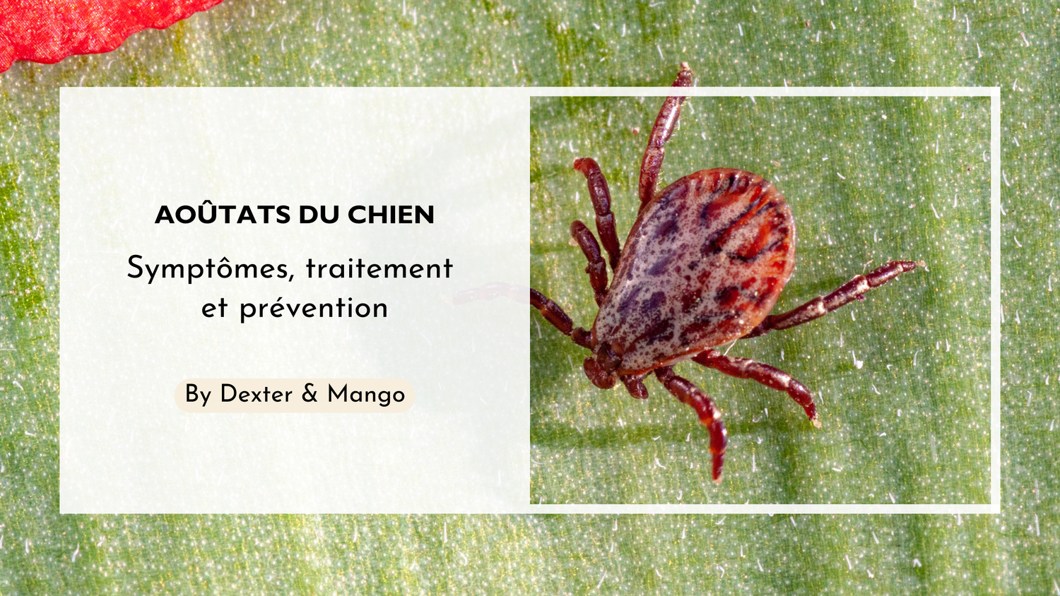 Aoûtat : Comment protéger son animal des piqûres ?