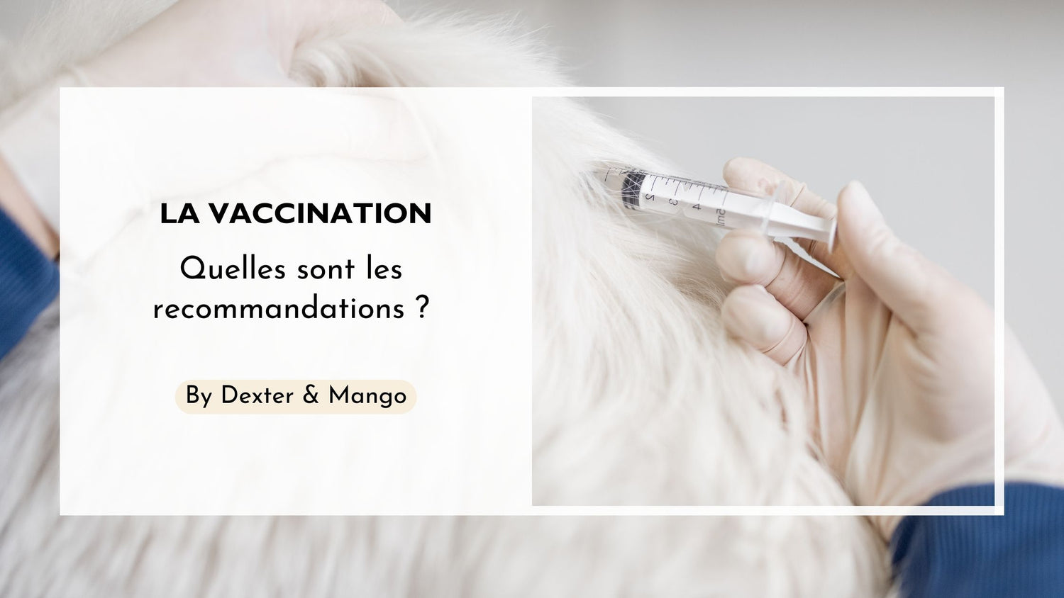 Vacciner son chien ou son chat : Obligations, calendrier, tarifs...