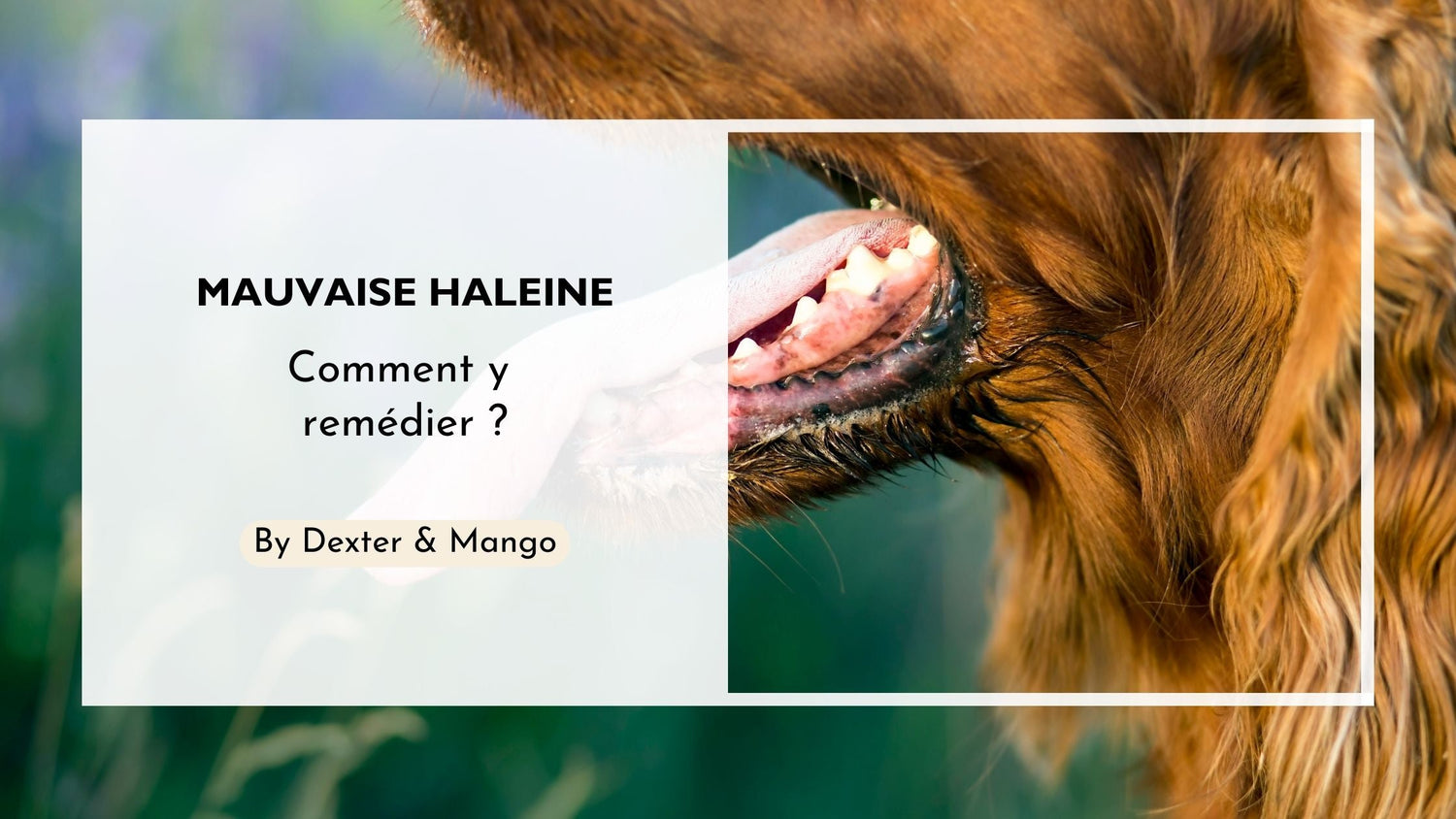 Mon chien a mauvaise haleine : Les causes et solutions
