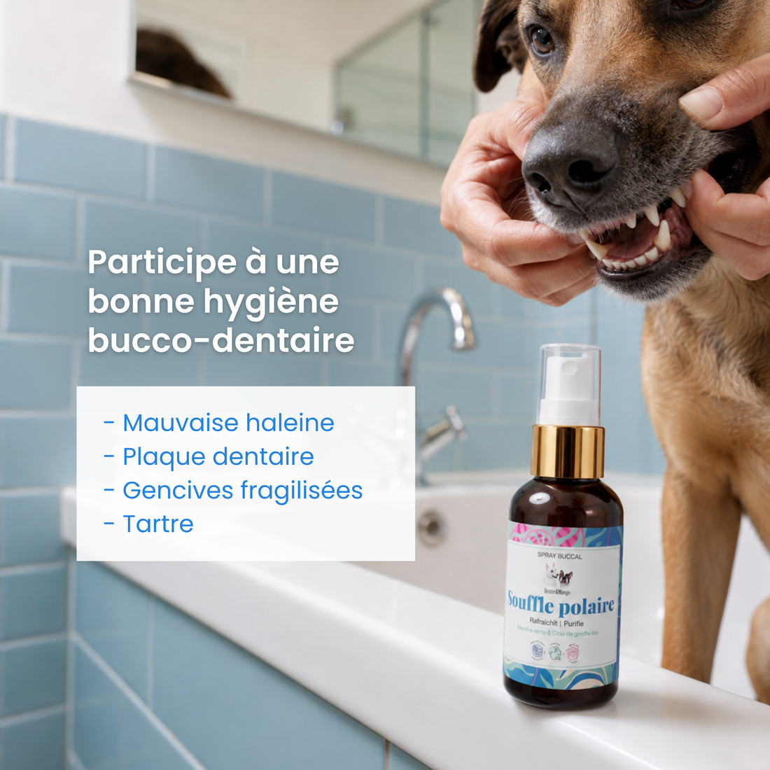 Spray buccal pour chien : Souffle polaire