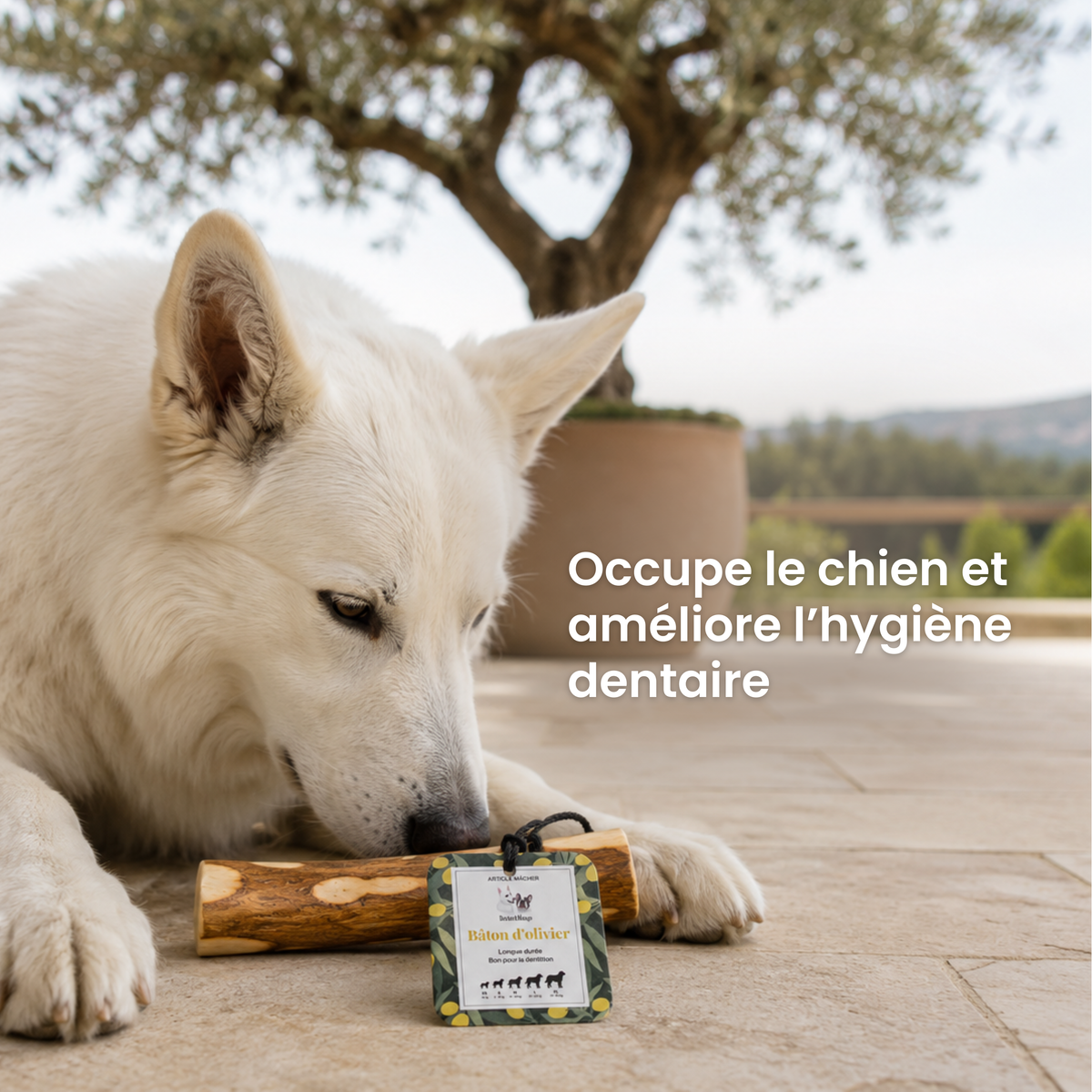Bâton d’olivier : La mastication longue durée pour chien