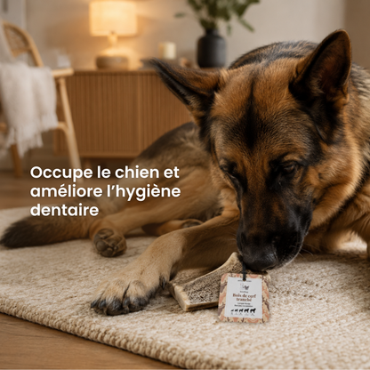 Bois de cerf tranché : La mastication longue durée pour chien
