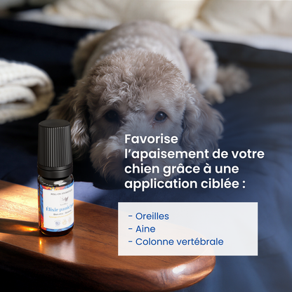 Roll-on anti-stress chien : Panic’paw, l’élixir de sérénité à emporter partout