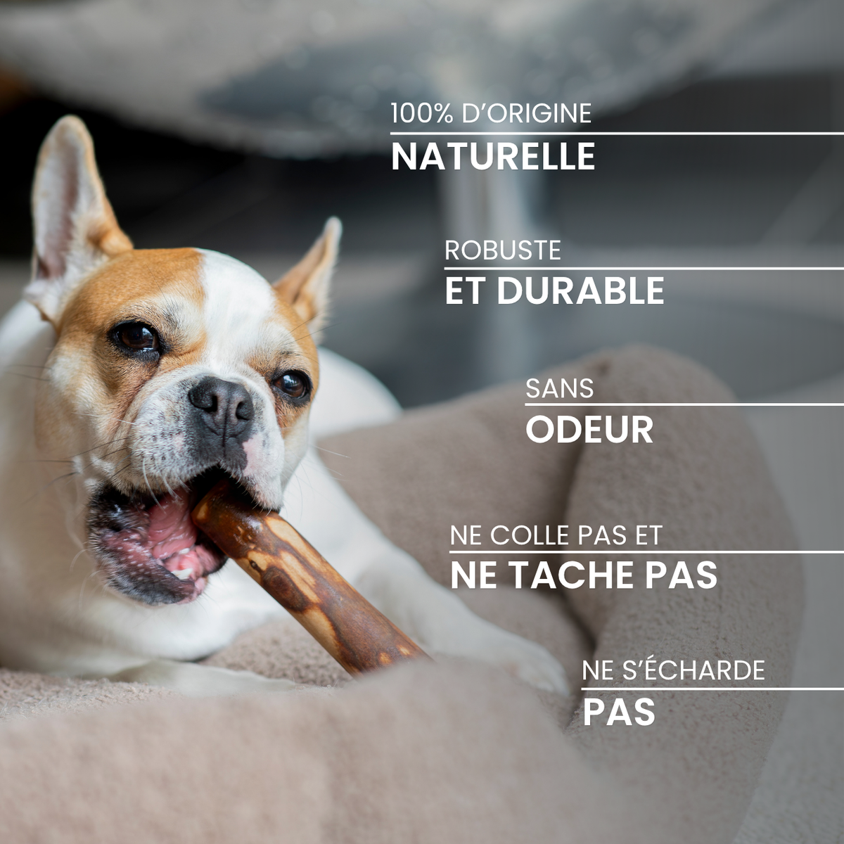 Bâton d’olivier : La mastication longue durée pour chien