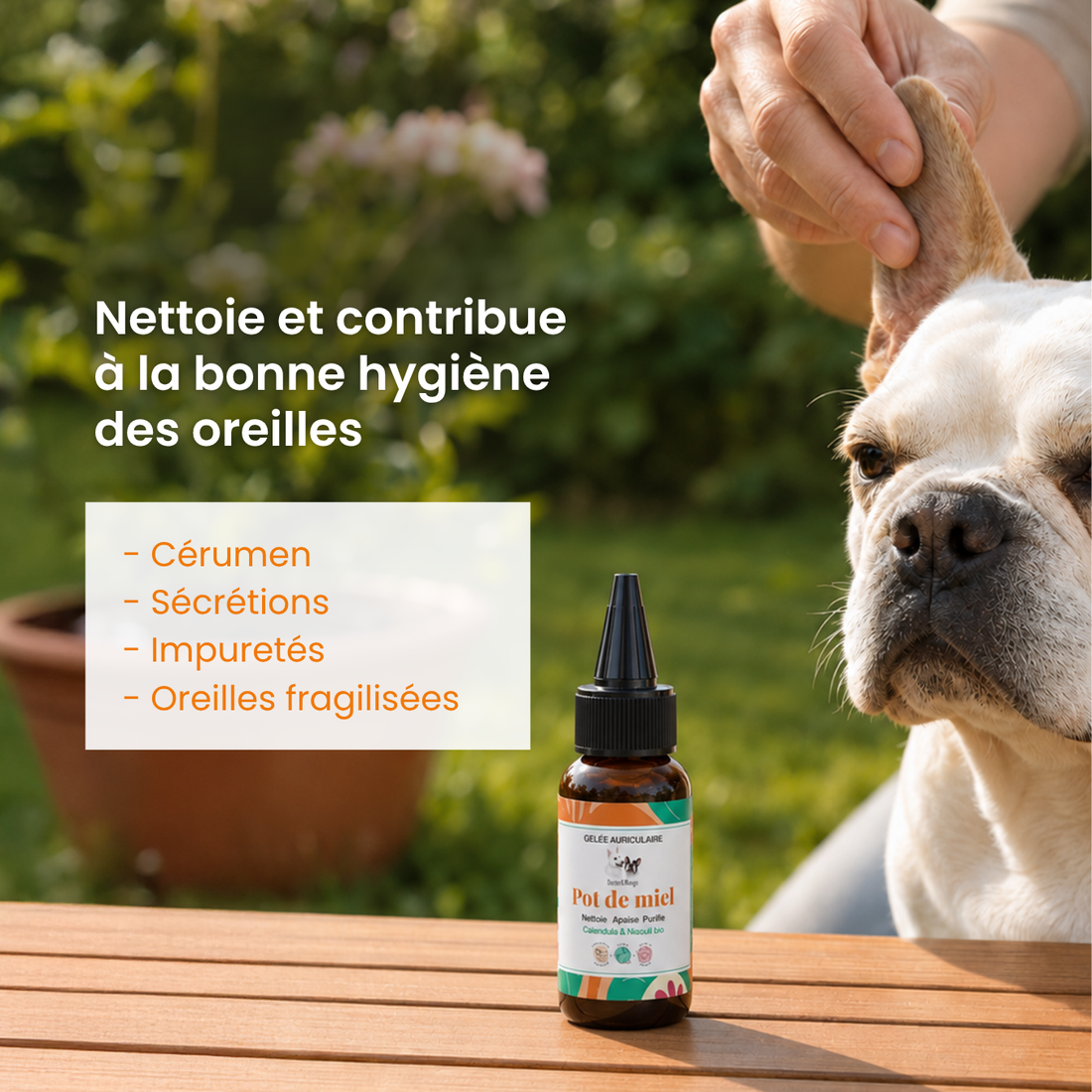 Nettoyant oreille chien : La Gelée Pot de miel