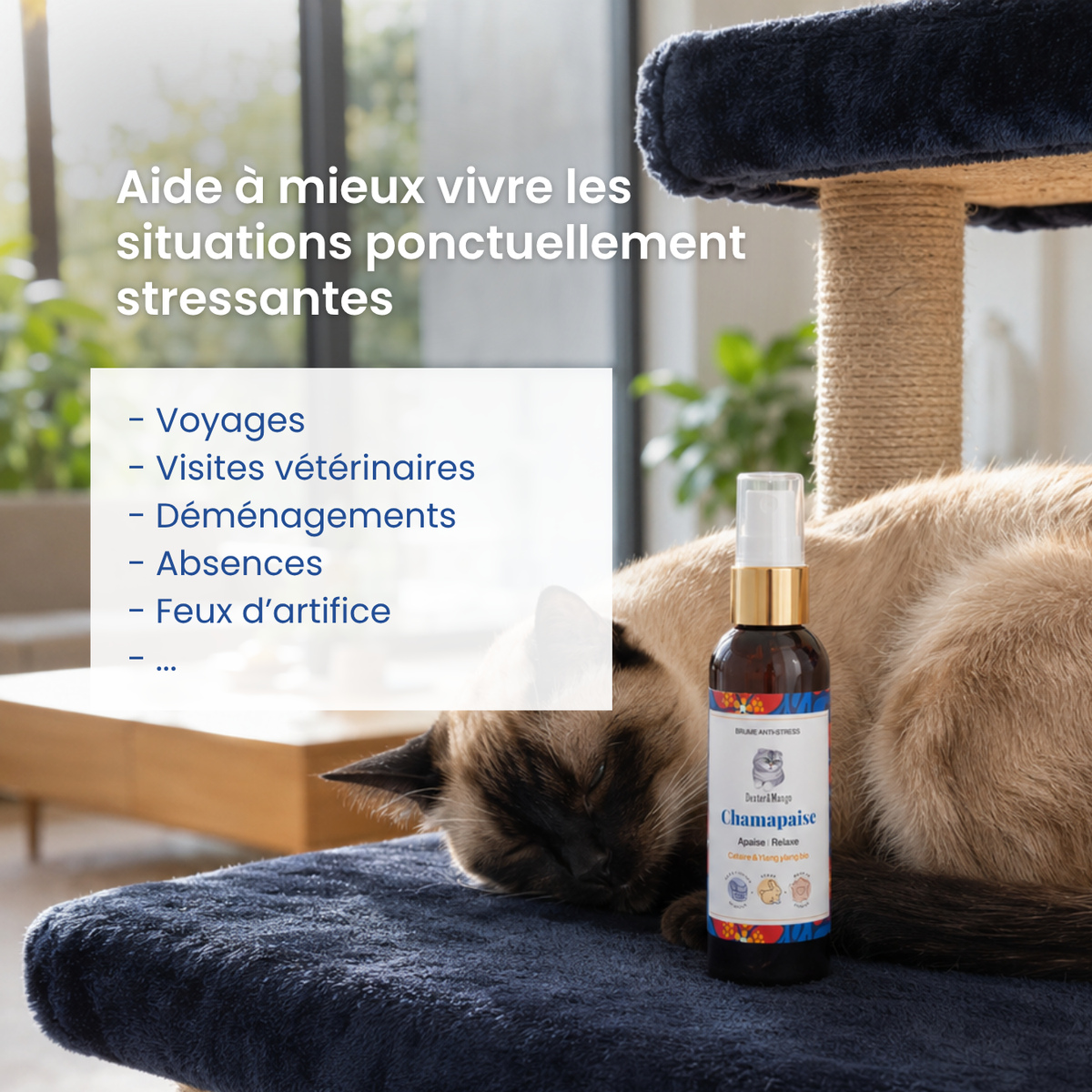 Chamapaise : Brume sérénité pour chat