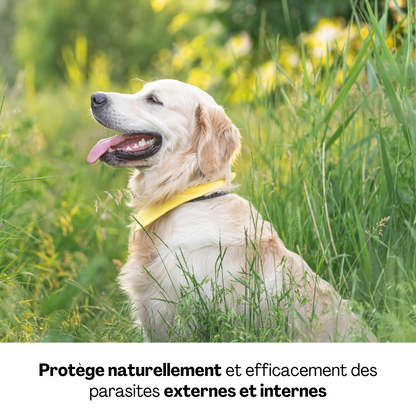 Chien heureux dans un champ, protégé naturellement contre les parasites grâce aux produits Dexter &amp; Mango