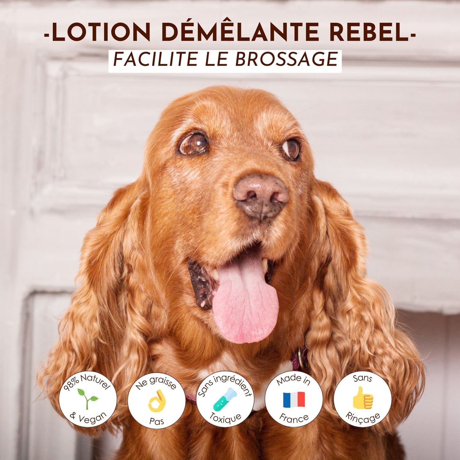 Chien roux avec texte présentant les bienfaits de la lotion démêlante Rebel Dexter &amp; Mango