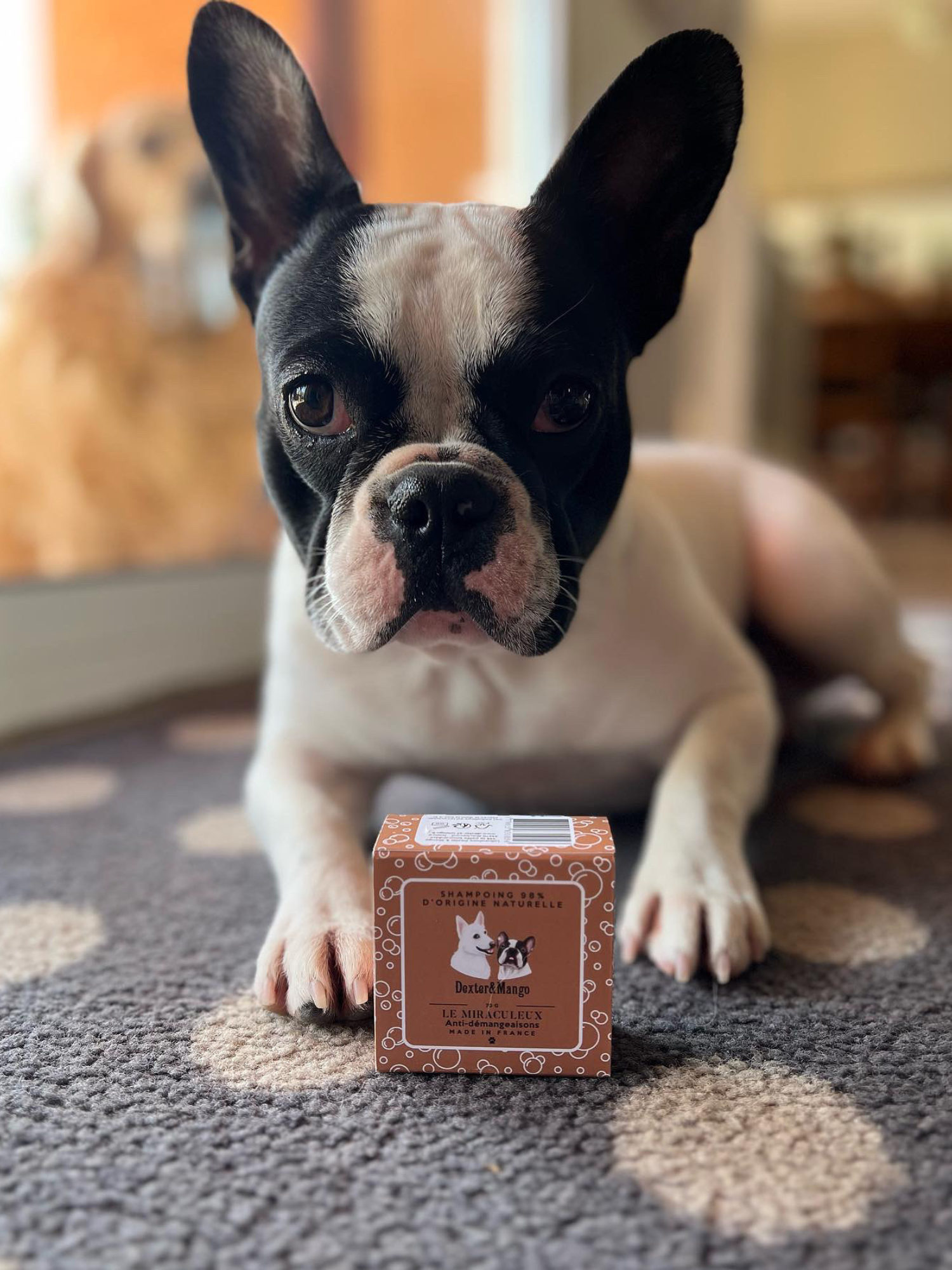 Chien noir et blanc allongé tenant le shampoing Miraculeux de Dexter &amp; Mango entre ses pattes