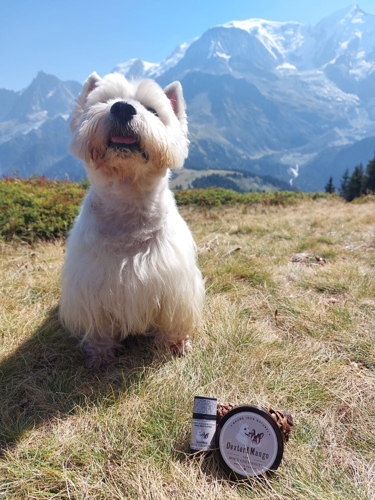 Chien en randonnée avec le baume Doux Coussinets Dexter &amp; Mango pour protéger ses pattes