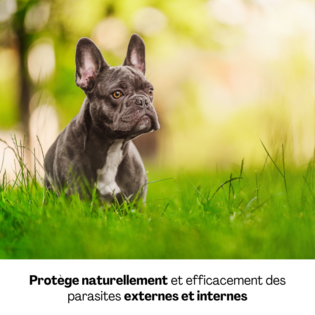  Bouledogue français dans l’herbe, symbole de protection naturelle contre les parasites internes et externes