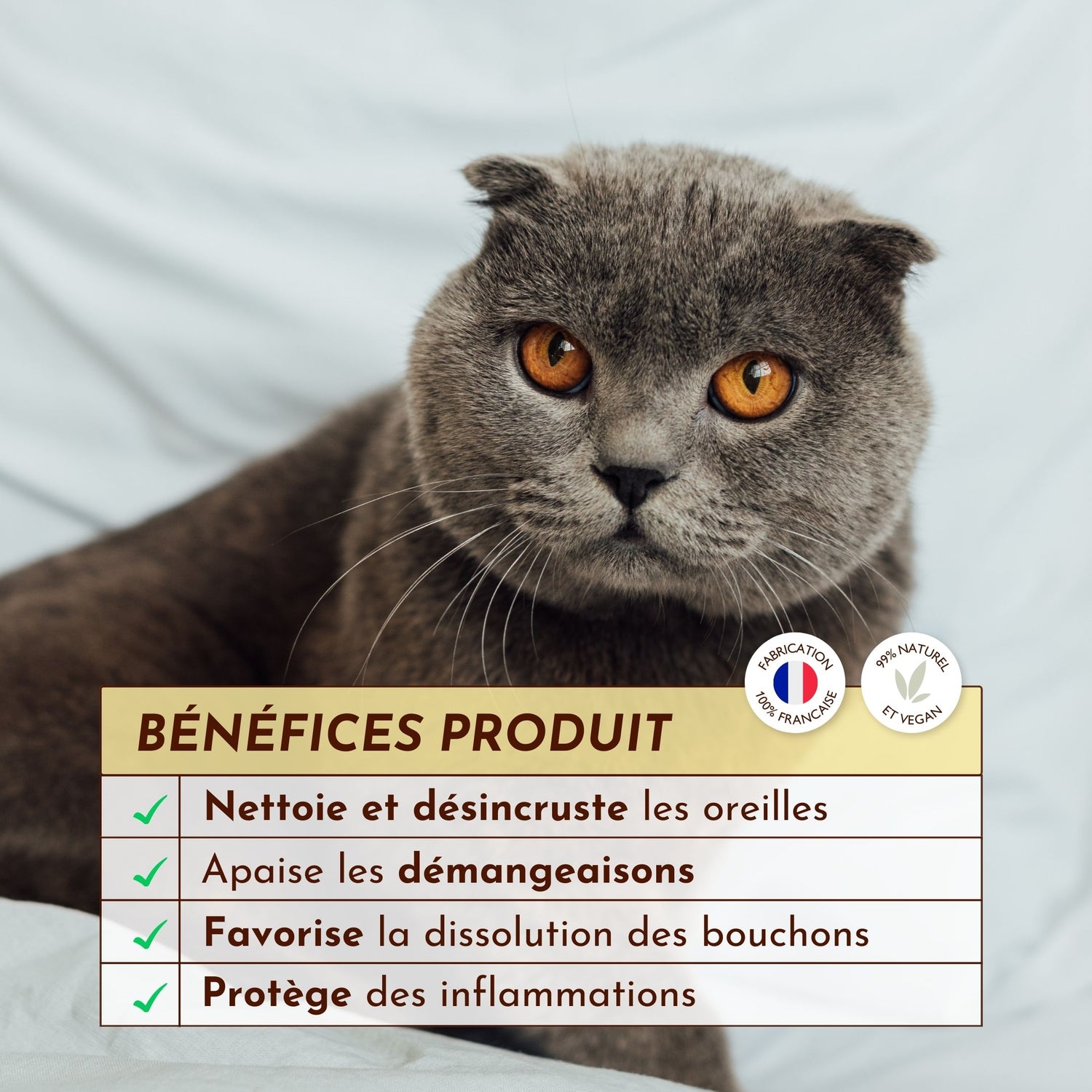 Chat gris aux yeux ambrés et bienfaits de la gelée nettoyante Cire d’Or
