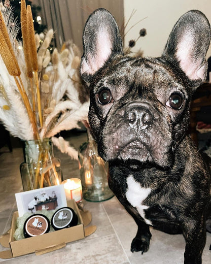 Chien noir devant coffret cadeau avec bougies et baumes Le Miraculeux et Peau de Pêche Dexter et Mango