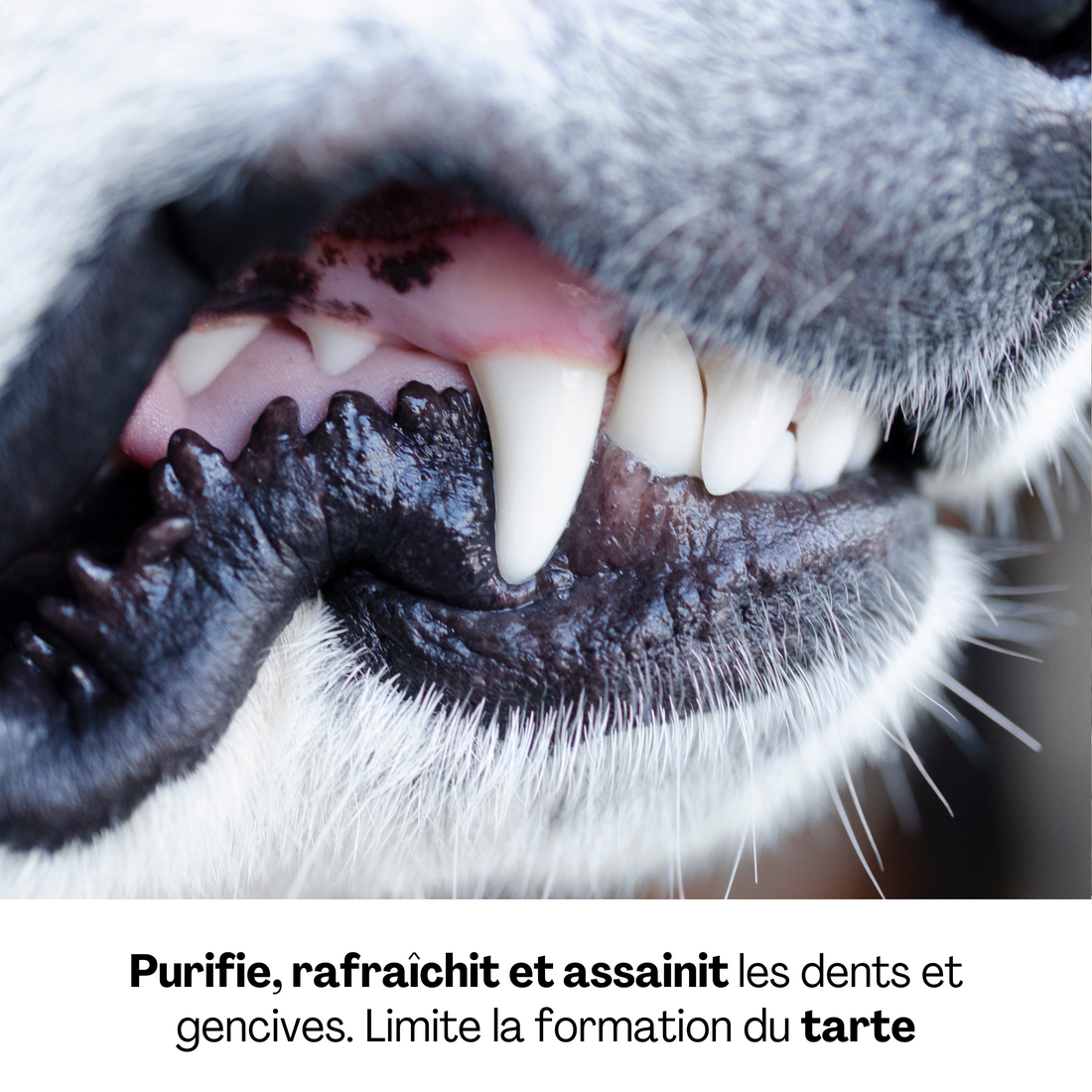 Détail des dents d’un chien propres et saines, illustrant les bienfaits du soin bucco-dentaire Dexter &amp; Mango