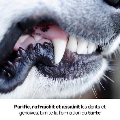 Détail des dents d’un chien propres et saines, illustrant les bienfaits du soin bucco-dentaire Dexter &amp; Mango