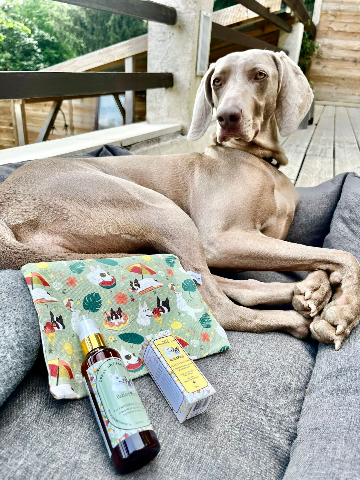 Chien allongé avec le pack antiparasitaire Dexter &amp; Mango et pochette illustrée