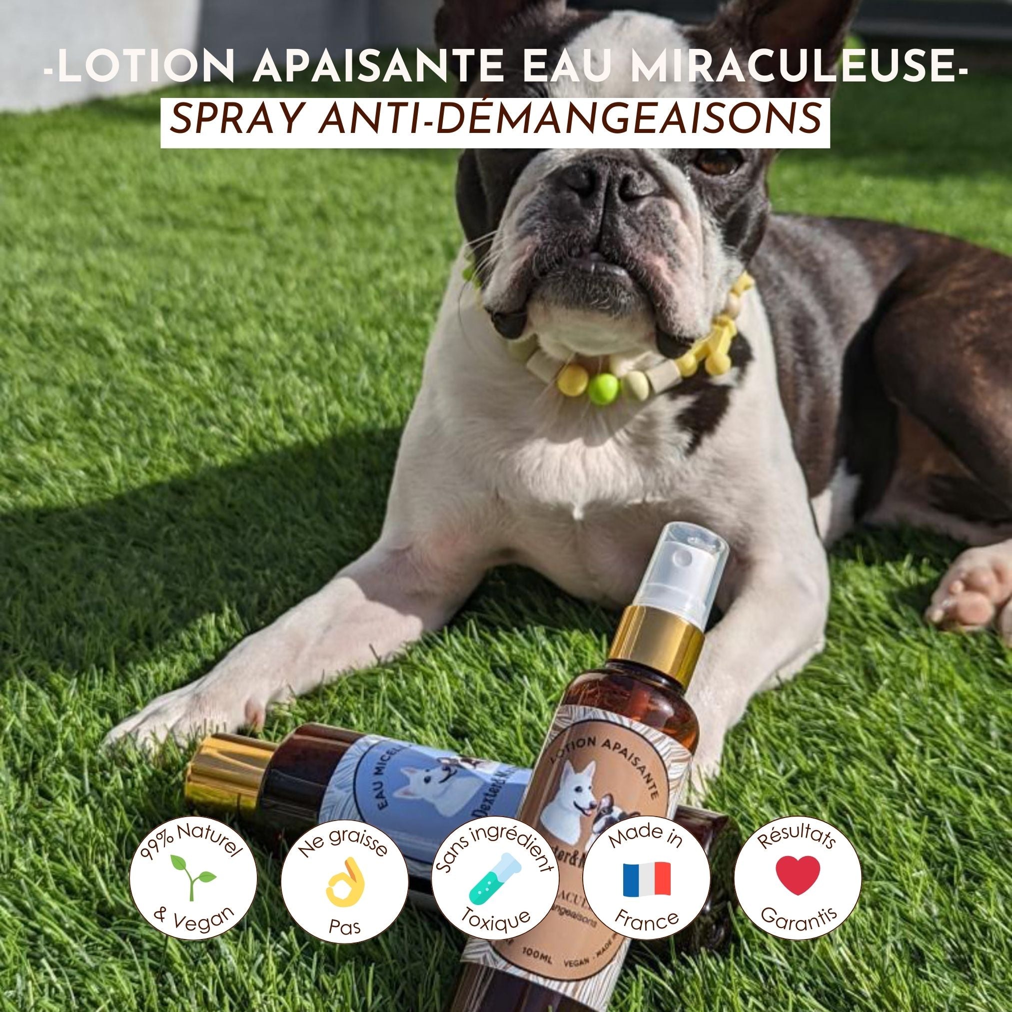 Chien allongé dans l’herbe à côté de la lotion apaisante anti-démangeaisons Dexter &amp; Mango